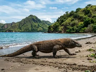 Komodo one day excursion Labuan Bajo