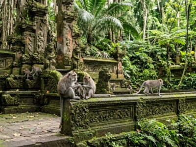 Nature Art Monkeys Bali tour