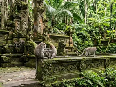 Nature Art Monkeys Bali tour